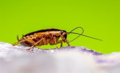 do cockroaches smell like urine?