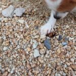 do dogs deter cockroaches?