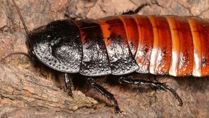 do female madagascar hissing cockroaches hiss?