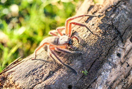 do huntsman spiders eat cockroaches?