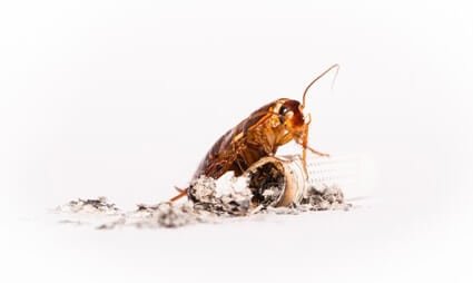does nicotine kill roaches?