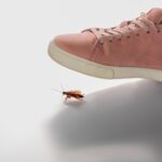 does squashing a cockroach kill it?