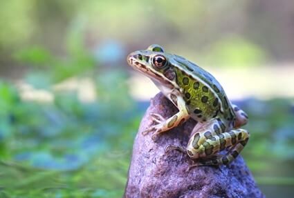 frogs that feed on cockroaches