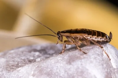 german cockroach interesting facts