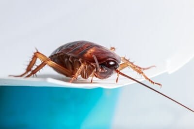 how cockroaches run with six legs