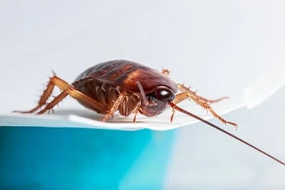how cockroaches run with six legs