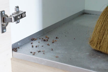 how do cockroaches feed their young?