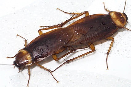 how do cockroaches reproduce?