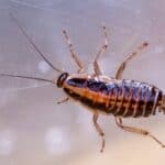 how do roaches defend themselves?