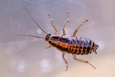 how do roaches defend themselves?