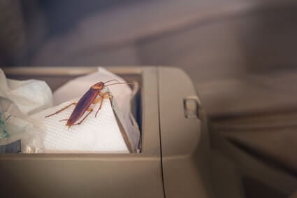 how do roaches get in your car?