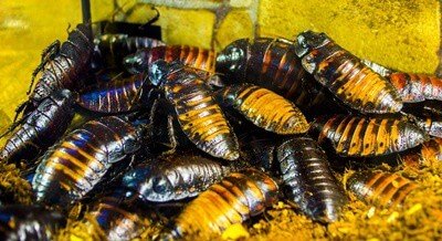 how does hissing benefit the cockroach?