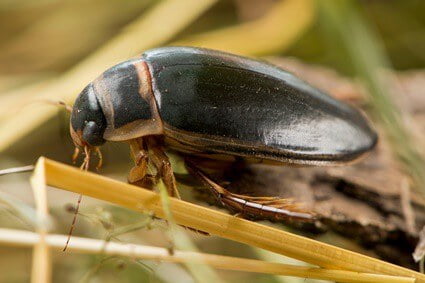 how long can a cockroach live without its head before it starves to death?