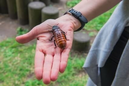 how long do pet cockroaches live?