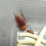 how often do cockroaches clean themselves?