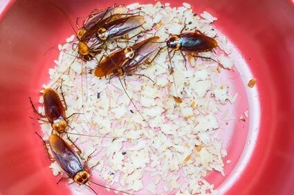 cómo deshacerse del olor a cucaracha