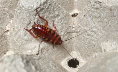 how to identify brown-banded cockroaches