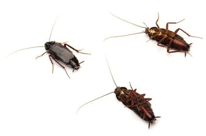 how to identify oriental cockroaches