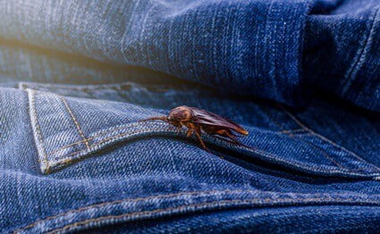 can roaches travel on your clothes