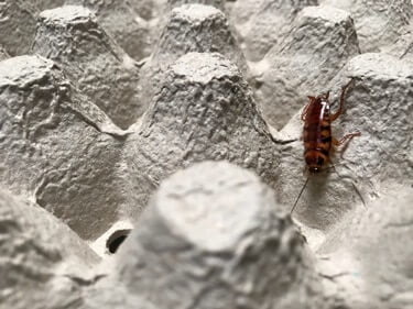 information on the brown-banded cockroach