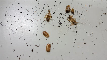 is cockroach poop hard or soft?