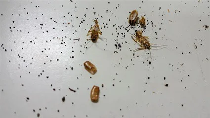is cockroach poop hard or soft?