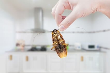 killing roaches with heat