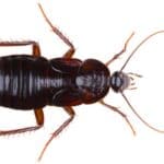 oriental cockroach facts