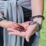 pet cockroach care