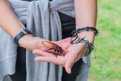 pet cockroach care