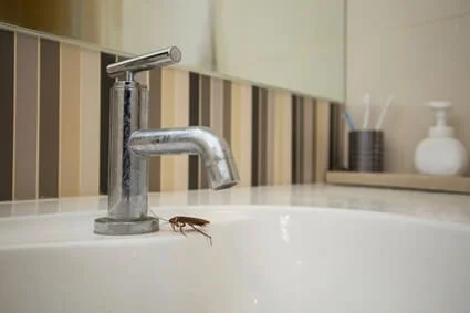 reasons for cockroaches in bathroom