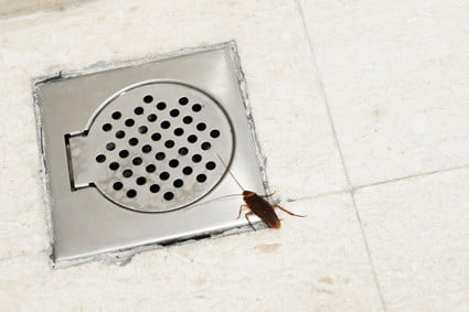 roaches coming out of floor drain