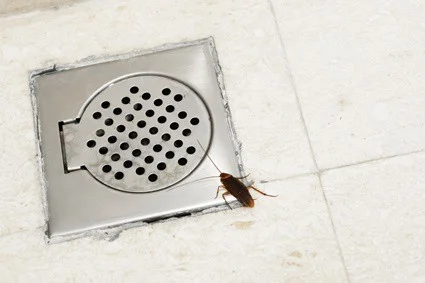 cucarachas saliendo del desagüe del piso