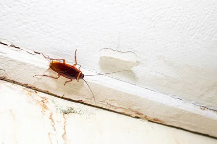 cucaracha muy pequeña