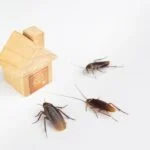 what are small cockroaches called?