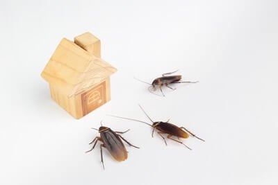 what are small cockroaches called?