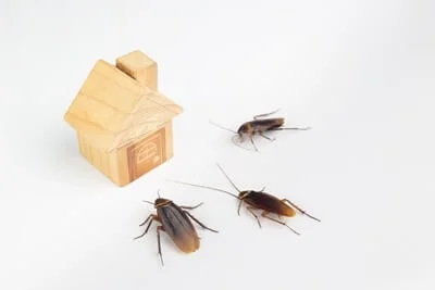 what are small cockroaches called?