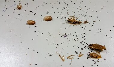 what do cockroach droppings look like?
