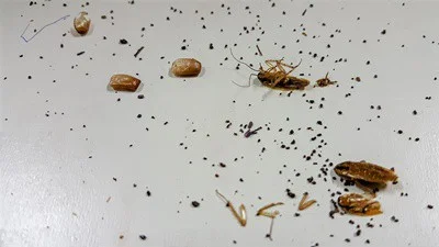 what do cockroach droppings look like?