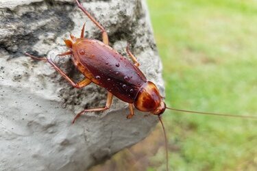 what do cockroaches use their antennae for?