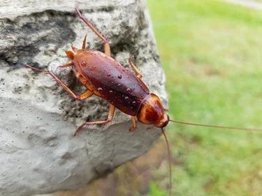 what do cockroaches use their antennae for?