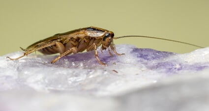 what do german cockroaches look like?