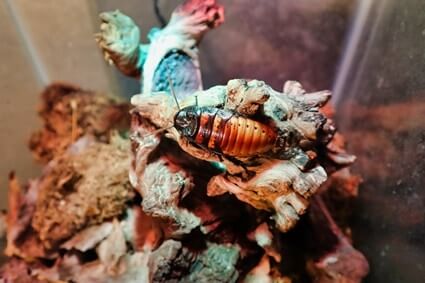 what do pet cockroaches eat?