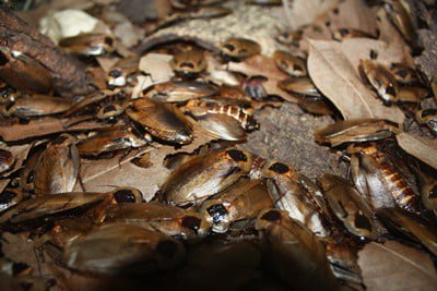 what does a cockroach nest look like?