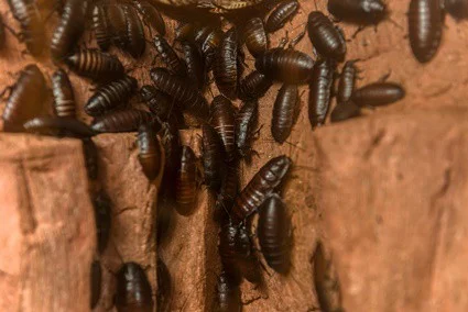 what does a cockroach nest smell like?