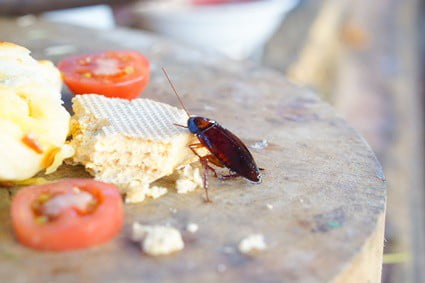 what foods attract cockroaches?