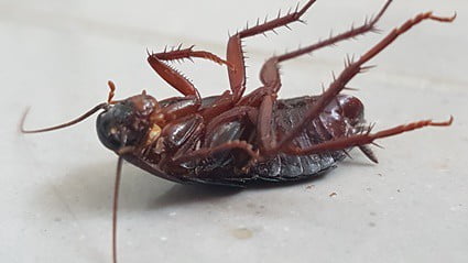 what is the difference between male and female cockroaches?