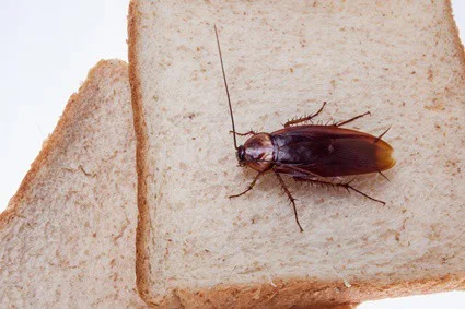 what to do if you find a cockroach in your food