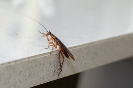 what to do if you see a cockroach