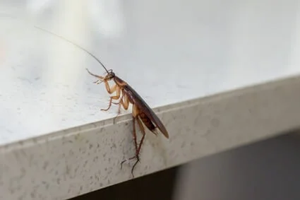 what to do if you see a cockroach